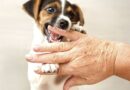 I’m a dog expert and I would never own these 5 breeds – ‘think twice’