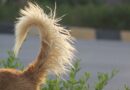 Dogs wag their tails for key purpose – not always excitement Dogs wag their tails for key purpose – not always excitement