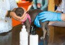 UK vet fee rule change with ‘£21 cap’ but ‘serious risk’ alert | Personal Finance | Finance UK vet fee rule change with ‘£21 cap’ but ‘serious risk’ alert | Personal Finance | Finance