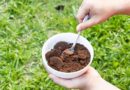 Anyone with a garden urged to place bowl of coffee grounds on the patio