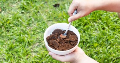 Anyone with a garden urged to place bowl of coffee grounds on the patio