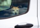Man traps himself in hot car to show the terrifying reality for dogs