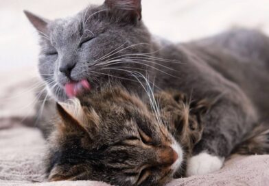 Cats lick each other for ‘subtle’ reason – not always a sign of affection | World | News