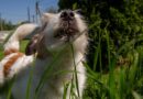 Expert explains why your dog eating grass is ‘not a problem’