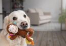 Dogs greet you with toys for reason that melts hearts