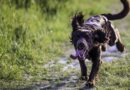Why dogs get the ‘zoomies’ and when you should call a vet Why dogs get the ‘zoomies’ and when you should call a vet