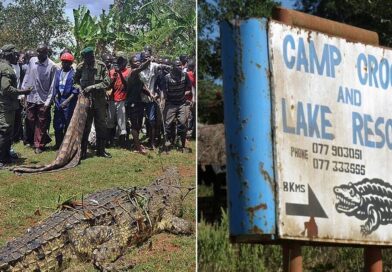 ‘Immortal’ monster crocodile ‘Osama’ killed 80 before reign of terror stopped | World | News ‘Immortal’ monster crocodile ‘Osama’ killed 80 before reign of terror stopped | World | News