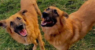 Nobody wants to rehome adorable dogs trapped in dungeon for 2 years | UK | News