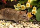 Homeowners urged to buy 36p Asda item to keep rats away Homeowners urged to buy 36p Asda item to keep rats away