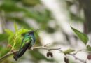 Rare birds will visit your garden if you stop 1 common habit in July