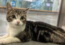 3-legged cat dumped outside Battersea desperate for new home | UK | News