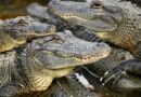 Difference between alligators and crocodiles explained Difference between alligators and crocodiles explained