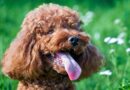 Vet’s important advice to all pet owners whose dogs have bad breath Vet’s important advice to all pet owners whose dogs have bad breath