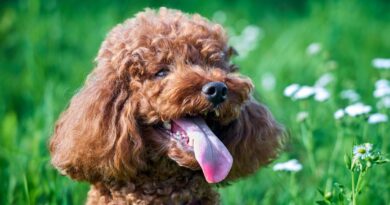 Vet’s important advice to all pet owners whose dogs have bad breath Vet’s important advice to all pet owners whose dogs have bad breath