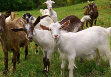 Horror as teacher, 43, arrested for raping goats – video posted on social media | World | News Horror as teacher, 43, arrested for raping goats – video posted on social media | World | News