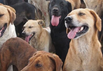 I’m a vet – these are the 5 dog breeds I would never own myself | World | News