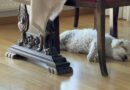 Dogs aren’t being dramatic when they sigh – there’s a reason Dogs aren’t being dramatic when they sigh – there’s a reason