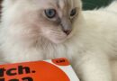 ‘I have found no fleas on my cat’ says pet owner using free treatment ‘I have found no fleas on my cat’ says pet owner using free treatment