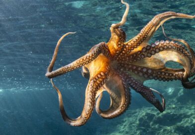 Canary Islands plan for ‘world’s first octopus farm’ scrapped after huge row | World | News