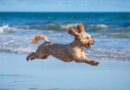 ‘I’m a dog trainer and cockapoos don’t have too much energy’