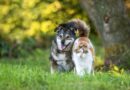 Stop buying 10 plants that could be harmful to your pets