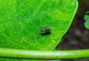 West Nile virus detected in Nashville mosquitoes for first time in 2026