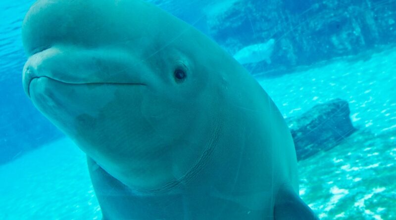 Dozens of Marineland’s beluga whales coming to U.S. through international emergency rescue plan