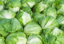 Taylor Farms pulls iceberg lettuce from the US market after cyclosporiasis outbreak Taylor Farms pulls iceberg lettuce from the US market after cyclosporiasis outbreak