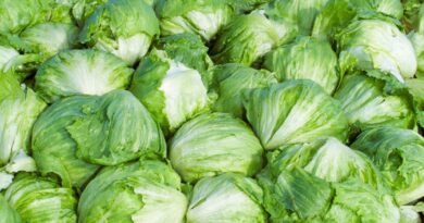 Taylor Farms pulls iceberg lettuce from the US market after cyclosporiasis outbreak