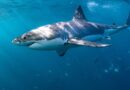 Shark safety tips experts say can prevent an attack this summer season