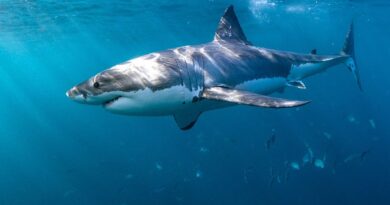 Shark safety tips experts say can prevent an attack this summer season