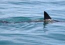 Shark attack first aid steps can save lives, emergency doctor says