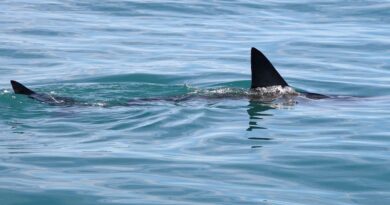 Shark attack first aid steps can save lives, emergency doctor says