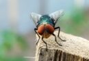 USDA addresses growing concerns over flesh-eating screwworms and beef