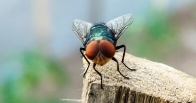 USDA addresses growing concerns over flesh-eating screwworms and beef