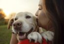 Vet issues important message to families before getting pet Labrador