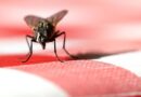 Flies will flee kitchens if 16p item is baked in oven