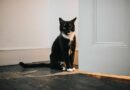 Surprising reason cats go mad when you close a door