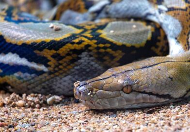 Mother swallowed whole and found fully clothed inside python after trip to the market