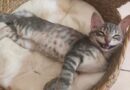 'Unwanted' kitten rescued from impossible spot needs family to love