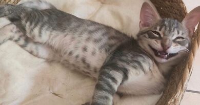'Unwanted' kitten rescued from impossible spot needs family to love