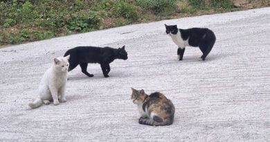 Vet names 'most aggressive' breed of cat and it's not orange ones Vet names 'most aggressive' breed of cat and it's not orange ones