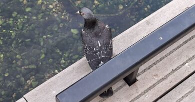 RSPCA shares 7 reasons why the humble pigeon unfairly gets a bad rap