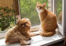 Millions of dogs and cats are at risk if owners do not do 30 second task this week