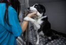 Vet urges people to do 4 crucial checks before adopting a dog