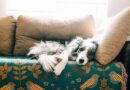 'I'm a vet and there are 5 things I'd never do with my dog'