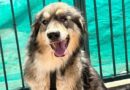 One-eyed dog finally gets adopted, only to be rejected for being 'too ugly'