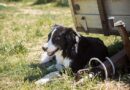 10 simple ways to keep your dog cool as UK temperatures hit 37°C