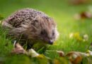 What to feed hedgehogs to attract them to your garden this summer