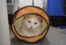 London's 'most unwanted' cat spends 250 days desperately waiting for new home